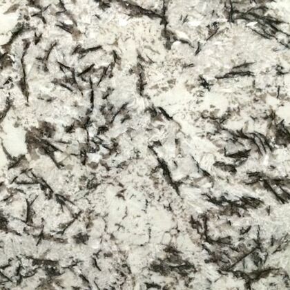 Delicatus White